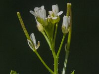 Cardamine hirsuta 25, Kleine veldkers, Saxifraga-Jan van der Straaten