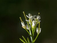 Cardamine hirsuta 26, Kleine veldkers, Saxifraga-Jan van der Straaten
