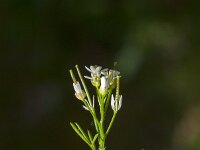 Cardamine hirsuta 27, Kleine veldkers, Saxifraga-Jan van der Straaten