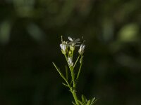 Cardamine hirsuta 28, Kleine veldkers, Saxifraga-Jan van der Straaten