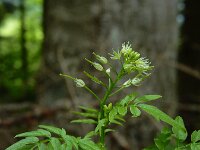 Cardamine impatiens 23, Springzaadveldkers, Saxifraga-Ed Stikvoort : rondom Pont Neuf en Chalmazel s9900