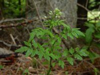 Cardamine impatiens 24, Springzaadveldkers, Saxifraga-Ed Stikvoort : rondom Pont Neuf en Chalmazel s9900