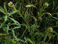 Cardamine impatiens 25, Springzaadveldkers, Saxifraga-Ed Stikvoort