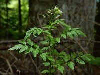 Cardamine impatiens 27, Springzaadveldkers, Saxifraga-Ed Stikvoort : rondom Pont Neuf en Chalmazel s9900
