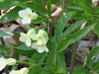 Cardamine kitaibelii 2, Saxifraga-Jasenka Topic