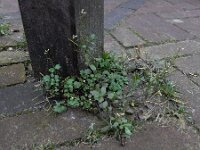 Cardamine occulta