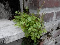 Cardamine occulta 2, Aziatische veldkers, Saxifraga-Ed Stikvoort