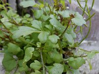 Cardamine occulta 3, Aziatische veldkers, Saxifraga-Ed Stikvoort