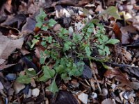 Cardamine occulta 4, Aziatische veldkers, Saxifraga-Ed Stikvoort