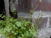 Cardamine occulta 5, Aziatische veldkers, Saxifraga-Ed Stikvoort