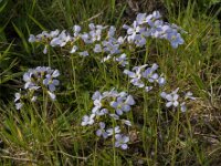 Cardamine pratensis 120, Pinksterbloem, Saxifraga-Jan van der Straaten