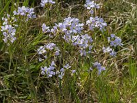 Cardamine pratensis 121, Pinksterbloem, Saxifraga-Jan van der Straaten