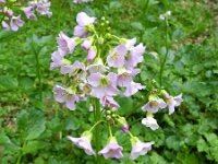 Cardamine raphanifolia 4, Saxifraga-Rutger Barendse