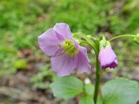 Cardamine raphanifolia 5, Saxifraga-Rutger Barendse