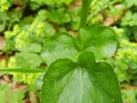 Cardamine raphanifolia 7, Saxifraga-Rutger Barendse