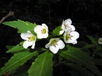 Cardamine waldsteinii 2, Saxifraga-Jasenka Topic