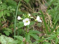 Cardamine waldsteinii 3, Saxifraga-Jasenka Topic