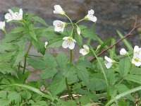 Cardamine waldsteinii 4, Saxifraga-Jasenka Topic