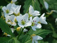 Cardamine waldsteinii 5, Saxifraga-Jasenka Topic