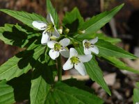 Cardamine waldsteinii 6, Saxifraga-Jasenka Topic