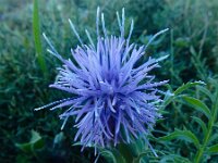 Carduncellus mitissimus 10, Saxifraga-Ed Stikvoort : Refugio de Aliva - Sotres s9900