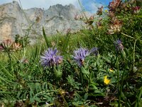 Carduncellus mitissimus 12, Saxifraga-Ed Stikvoort : ZW van Cordiñanes de Valdeón s9900