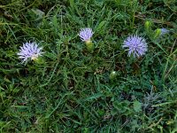 Carduncellus mitissimus 13, Saxifraga-Ed Stikvoort : Refugio de Aliva - Sotres s9900