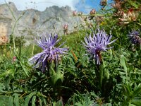Carduncellus mitissimus 14, Saxifraga-Ed Stikvoort : ZW van Cordiñanes de Valdeón s9900