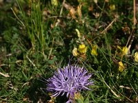 Carduncellus mitissimus 2, Saxifraga-Dirk Hilbers