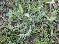 Carduncellus mitissimus 3, Saxifraga-Rutger Barendse