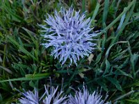 Carduncellus mitissimus 7, Saxifraga-Ed Stikvoort : Espinama - Fuente Dé - Regugio de Aliva s9900