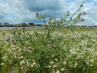 Carduus acanthoides 24, Langstekelige distel, Saxifraga-Ed Stikvoort : langstekelige distel Lentse Waard s9900