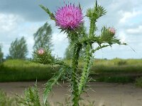 Carduus acanthoides 25, Langstekelige distel, Saxifraga-Ed Stikvoort : langstekelige distel Lentse Waard s9900