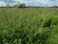 Carduus acanthoides 27, Langstekelige distel, Saxifraga-Ed Stikvoort : langstekelige distel Lentse Waard s9900