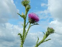 Carduus acanthoides 28, Langstekelige distel, Saxifraga-Ed Stikvoort : langstekelige distel Lentse Waard s9900