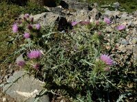 Carduus carlinoides 13, Saxifraga-Ed Stikvoort : Espinama - Fuente Dé - Regugio de Aliva s9900