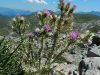 Carduus carlinoides 16, Saxifraga-Ed Stikvoort : Espinama - Fuente Dé - Regugio de Aliva s9900