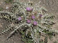 Carduus carlinoides 8, Saxifraga-Willem van Kruijsbergen