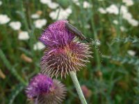 Carduus hamulosus 4, Saxifraga-Ed Stikvoort
