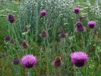 Carduus hamulosus 6, Saxifraga-Ed Stikvoort