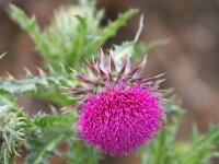 Carduus nutans 13, Knikkende distel, Saxifraga-Bart Vastenhouw