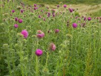 Carduus nutans 24, Knikkende distel, Saxifraga-Ed Stikvoort