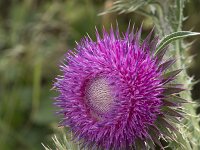 Carduus nutans 37, Knikkende distel, Saxifraga-Willem van Kruijsbergen