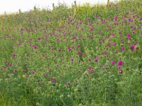 Carduus nutans 50, Knikkende distel, Saxifraga-Hans Grotenhuis