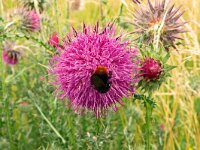Carduus nutans 53, Knikkende distel, Saxifraga-Hans Grotenhuis