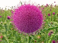 Carduus nutans 56, Knikkende distel, Saxifraga-Hans Grotenhuis