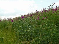 Carduus nutans 57, Knikkende distel, Saxifraga-Hans Grotenhuis
