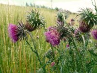 Carduus nutans 59, Knikkende distel, Saxifraga-Hans Grotenhuis