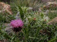 Carduus onopordioides