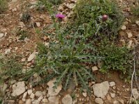 Carduus onopordioides 2, Saxifraga-Ed Stikvoort : Hermon - Selimpas - Sevanmeer